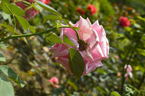 ��ɫ�¼���֦