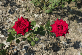 ��ɫ�¼���