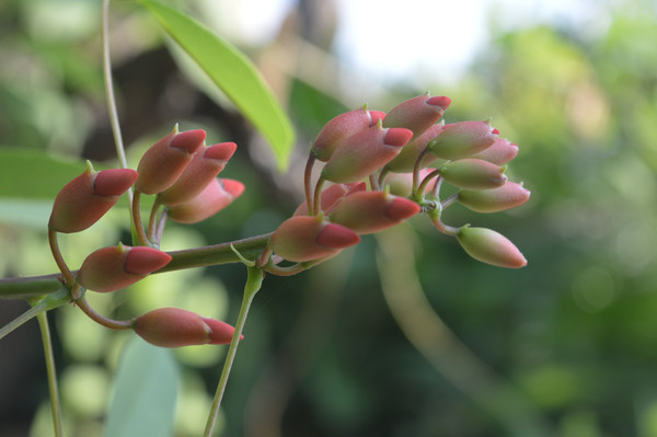 �������ͩ��