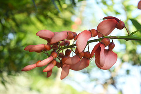 ���ڴ�ͩ����