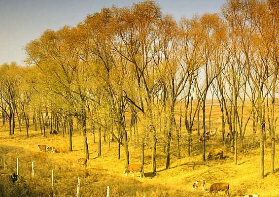 ������ţ