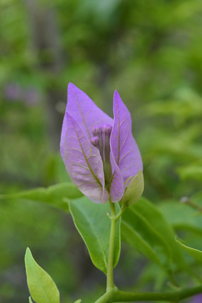 ��Ҷ����÷��