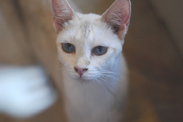 ��ɫͫ�׵�è��