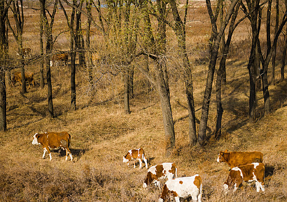 ���гԲݵ�ţȺ