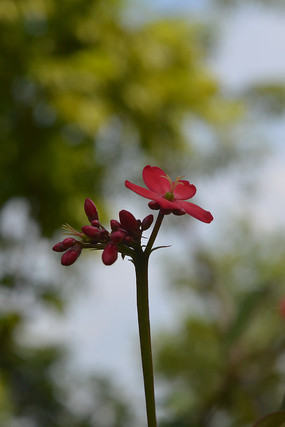 ����µ���Ҷɺ������