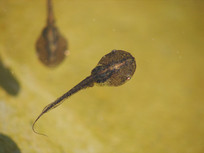 ˮ����߮�����