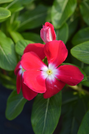 һ���ɫ������