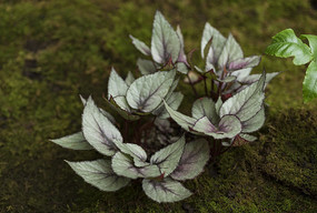 һ�������