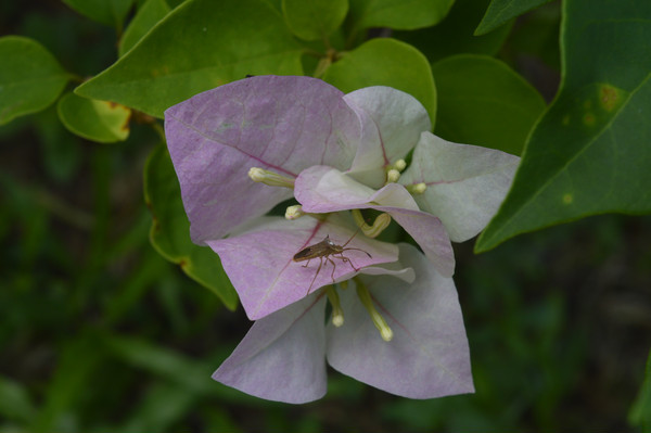 ԧ������÷