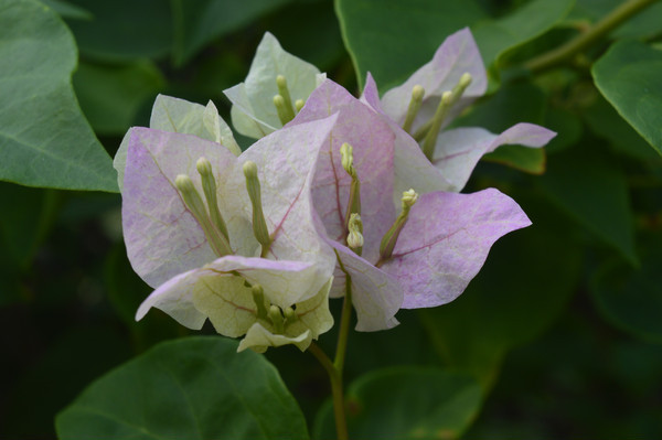 ԧ������÷��Ӱͼ