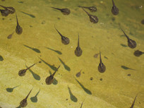 ��ˮ�г��ε�С���