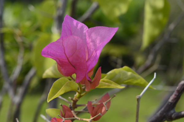 ���Ϻ�ɫ����÷����