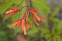 ��ɫ����