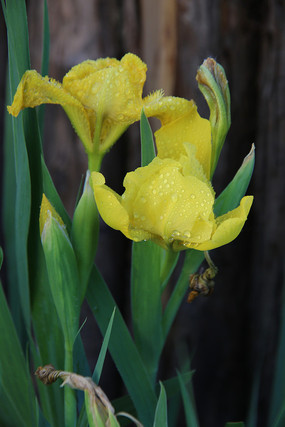 ��ɫ�����������