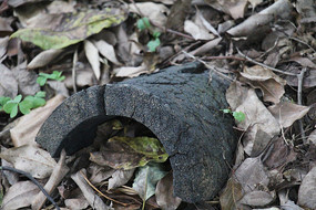 é�Ҳ���Ҷ������