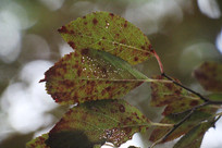 ������Ӱ