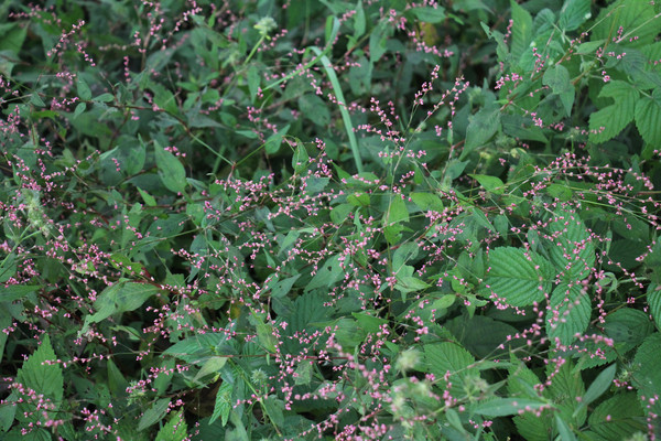 é�Ҳ�ˮ�������ǵ��Ļ�