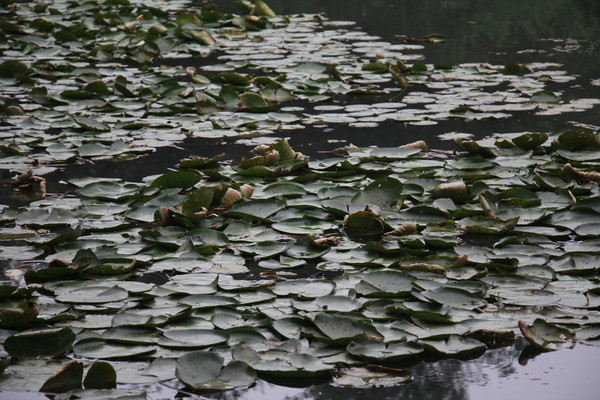 é�Ҳ�ˮ���ڶ��Ҷ