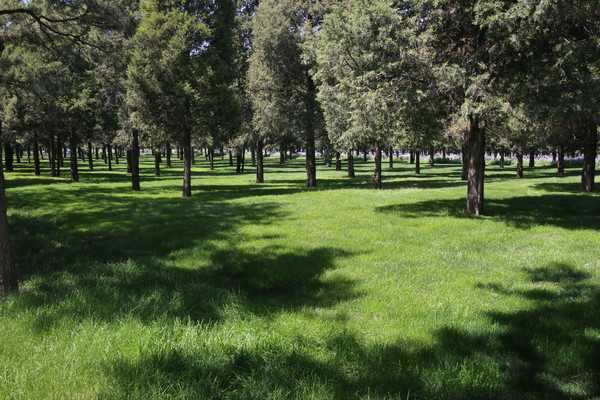 ��̳�����ֲݵ�