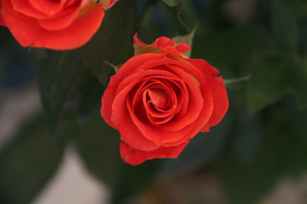 ���޵�õ�廨