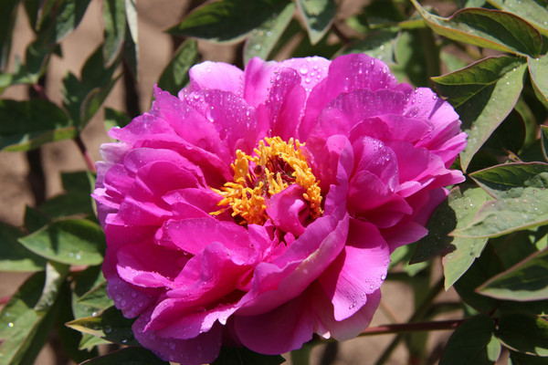 ����ʢ���ĵ�ĵĵ����