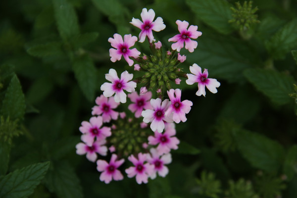 ��ɫ���ǻ�