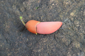 ����һ�����ڴ�ͩ����