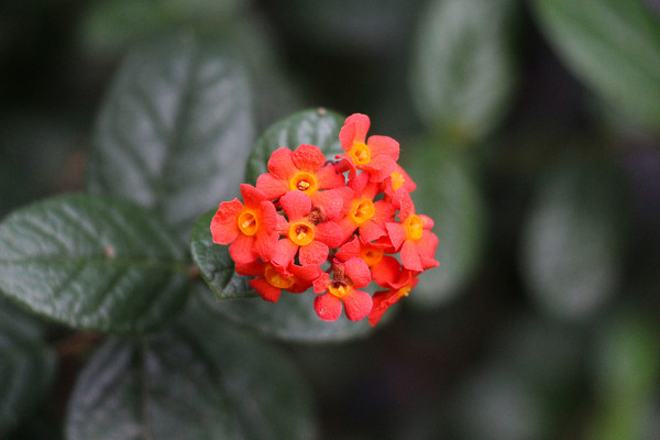 ������ӧ��