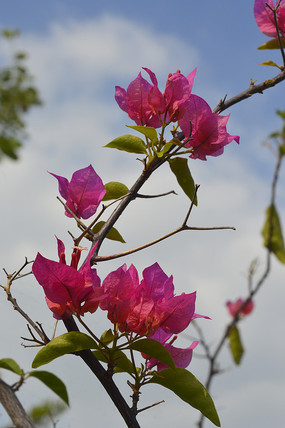 ��ɫ������֦