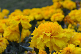 ��ɫ���޵Ļ���