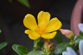 ��ɫ�����Ȼ���