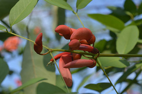 ���ڴ�ͩ��������