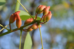 ���ڴ�ͩ����