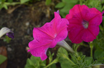 �����Һ�ɫ�̶��ѻ���