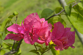 �������ܺ컨����÷