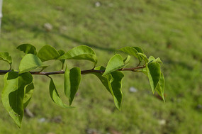 ����÷��֦��