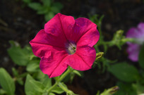 ʢ�����Һ�ɫ�̶��ѻ���