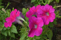 �Ķ��Һ�ɫ�̶��ѻ���