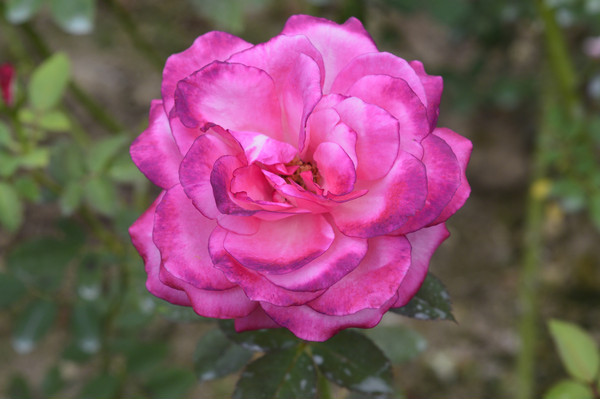 �Һ���ɫ�¼���