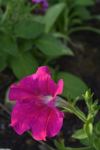 �Һ�ɫ�̶��ѻ��仨��