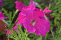 �Һ�ɫ�̶��ѻ������