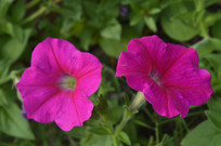 �Һ�ɫ�̶��ѻ����ز�ͼ