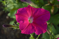 �Һ�ɫ�̶��ѻ����ز�ͼ