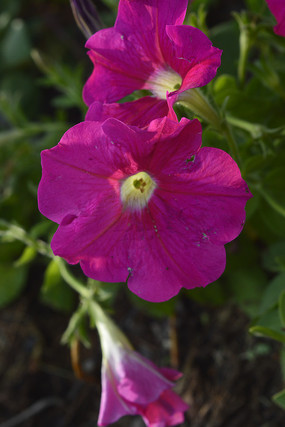 �Һ�ɫ�̶��ѻ�����д