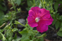 �Һ�ɫ����̶��Ѹ���ͼ