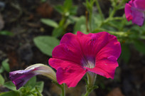 �Һ�ɫ����̶�����Ӱͼ