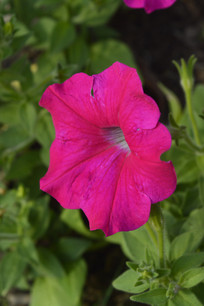 �Һ�ɫ����̶�����д