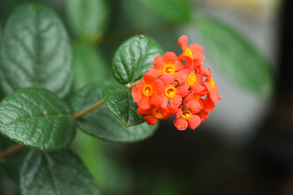 �������ӧ��