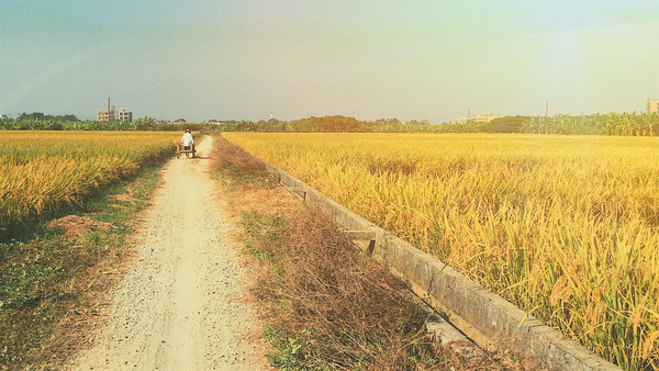 ��ɫ����