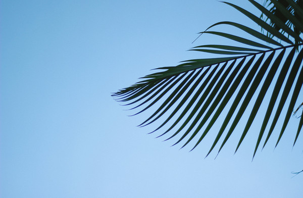 ������Ҷ